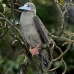 booby_redfooted_ci_v_0138_cos1401.jpg